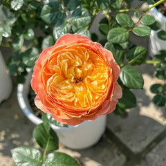 Fat Apricot Rose-杏子肥