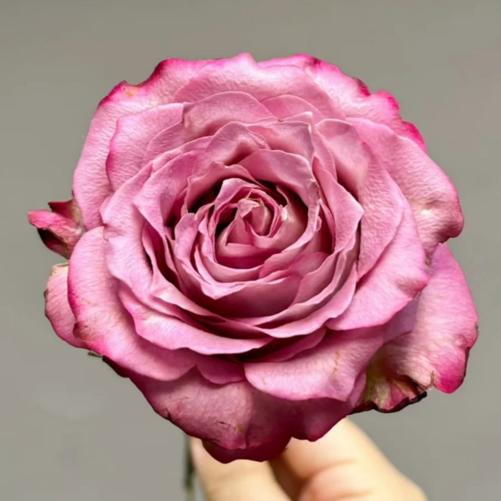 Feiyun Rose