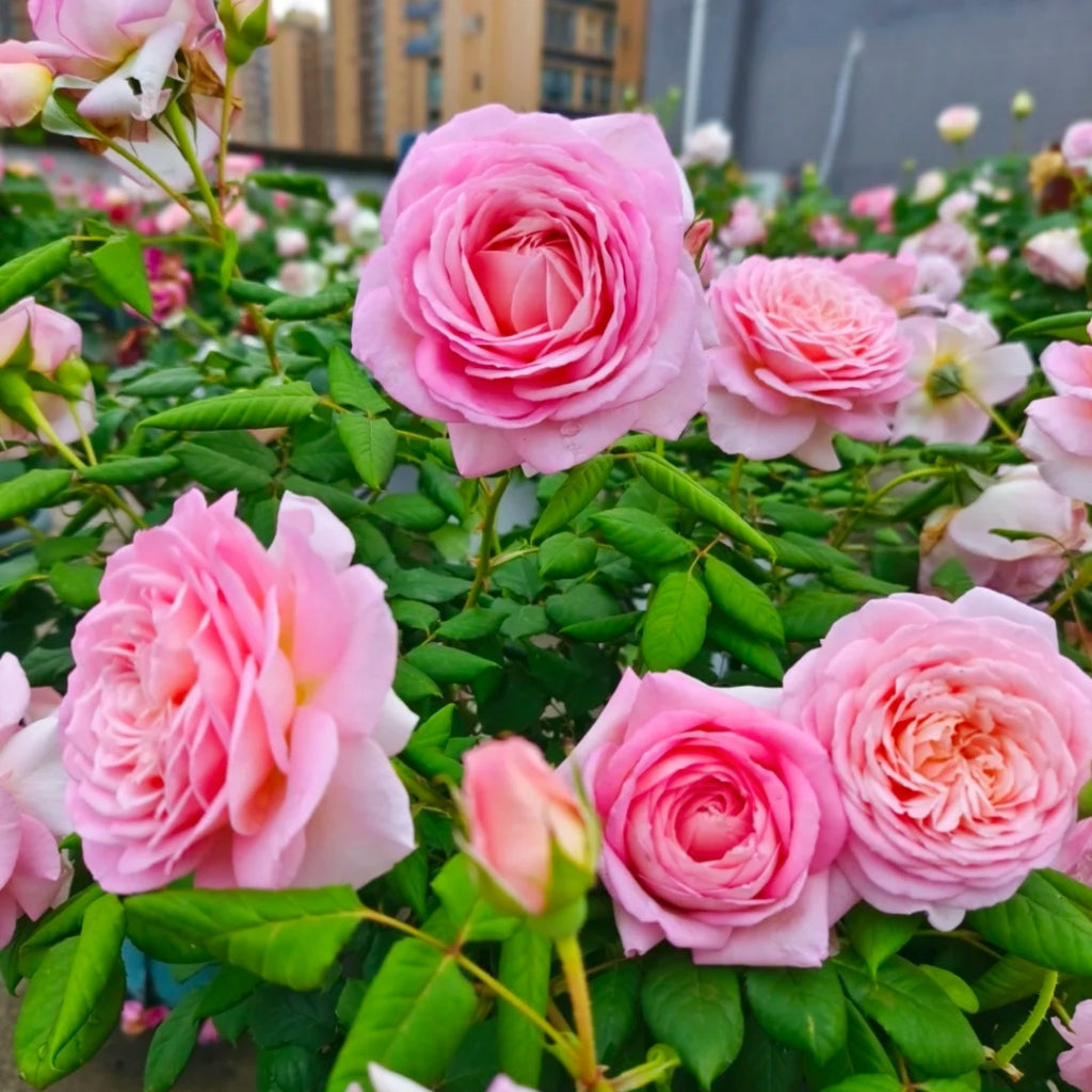 Fendai Rose