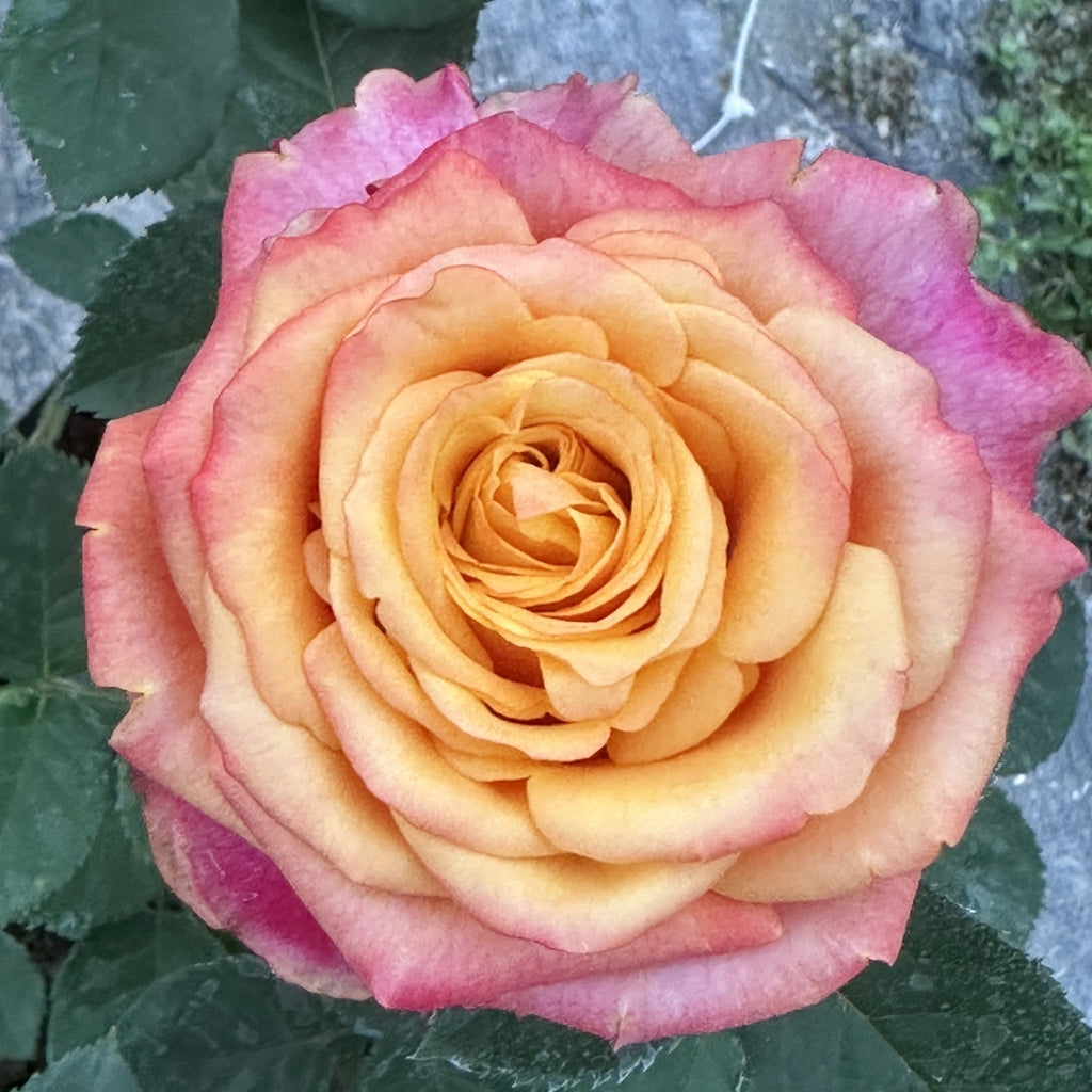 Firelight Rose