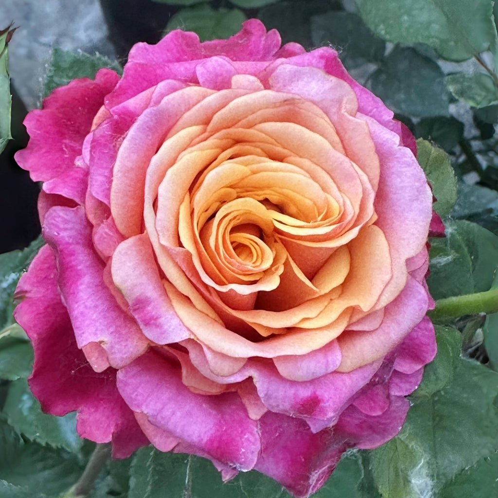 Firelight Rose