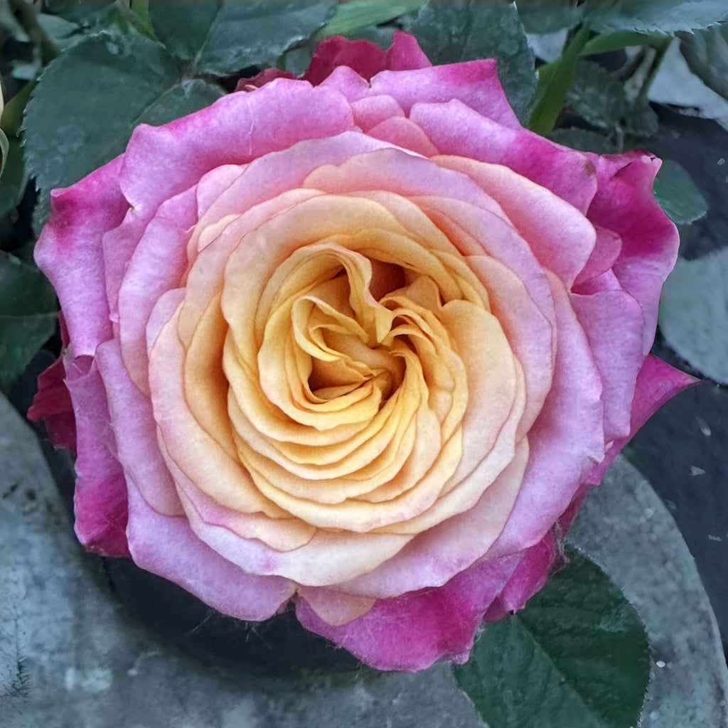 Firelight Rose