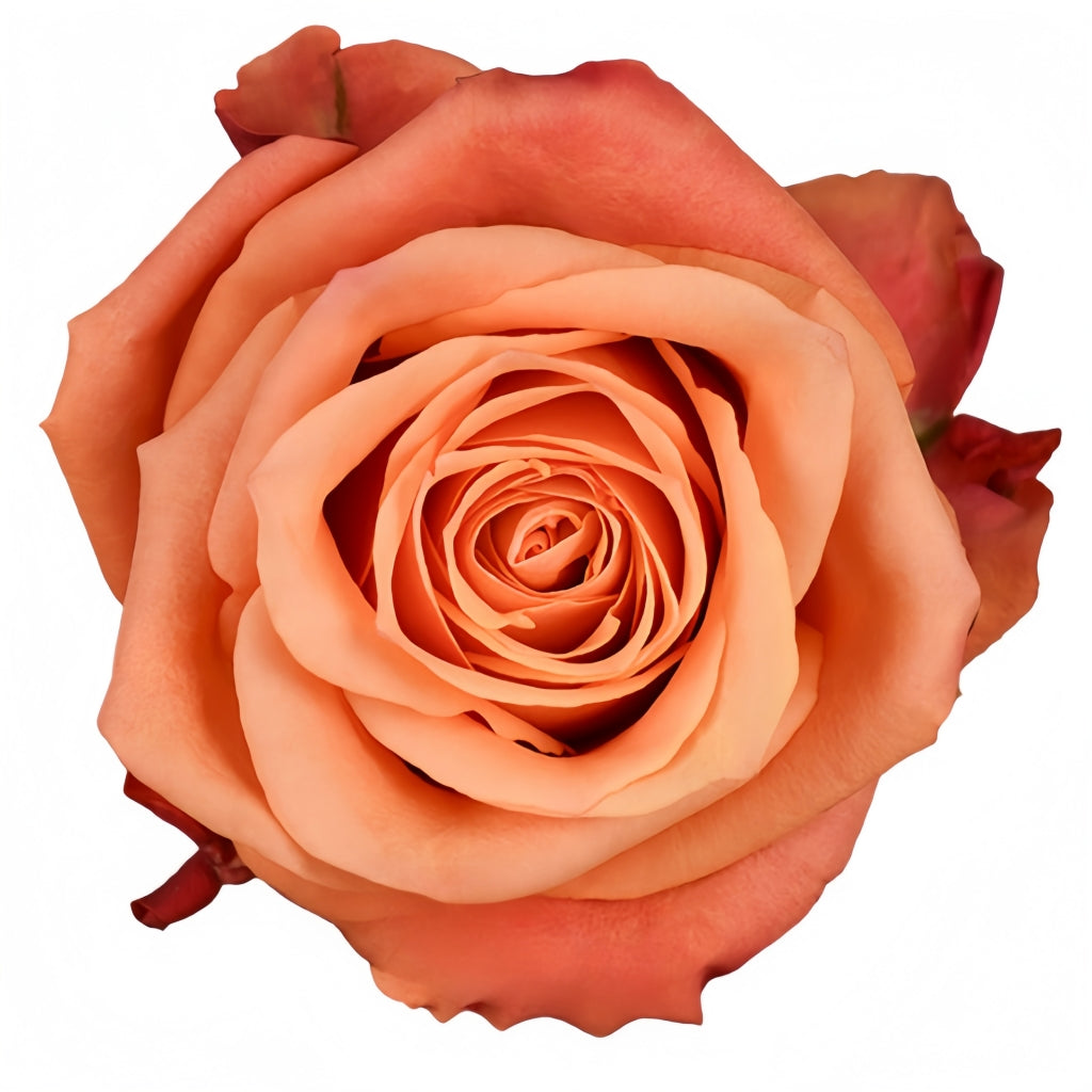 Firelight Rose