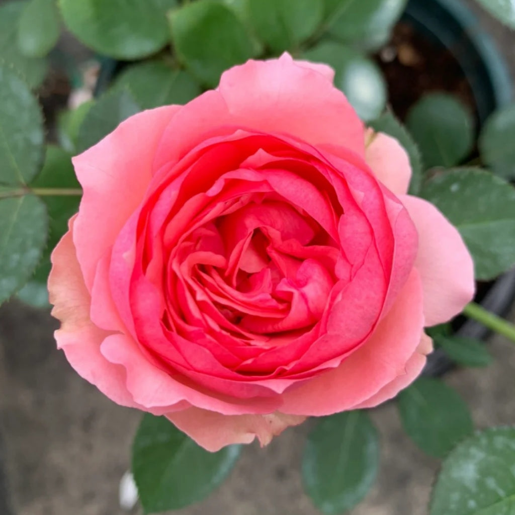 Lady Roe First Lady Rose – Rosesplant