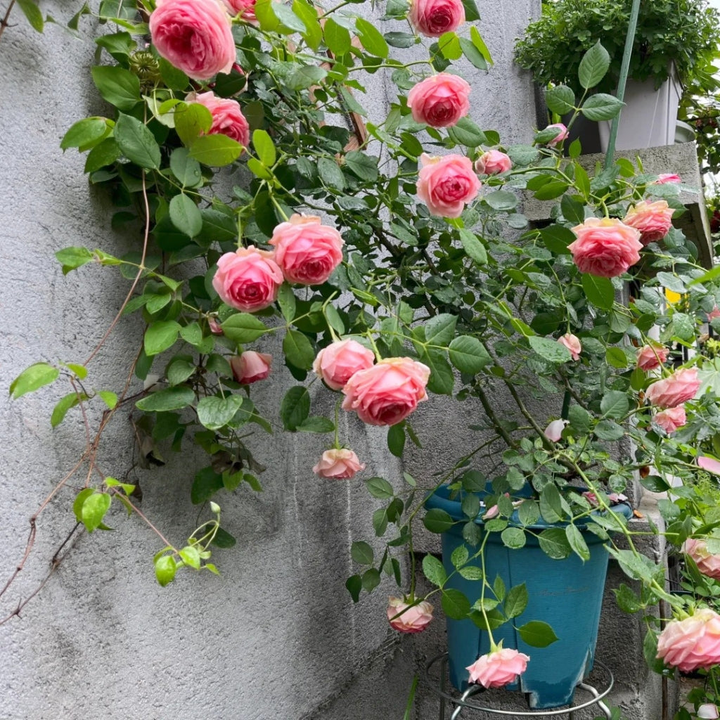 First Lady Rice First Lady Rose – Rosesplant