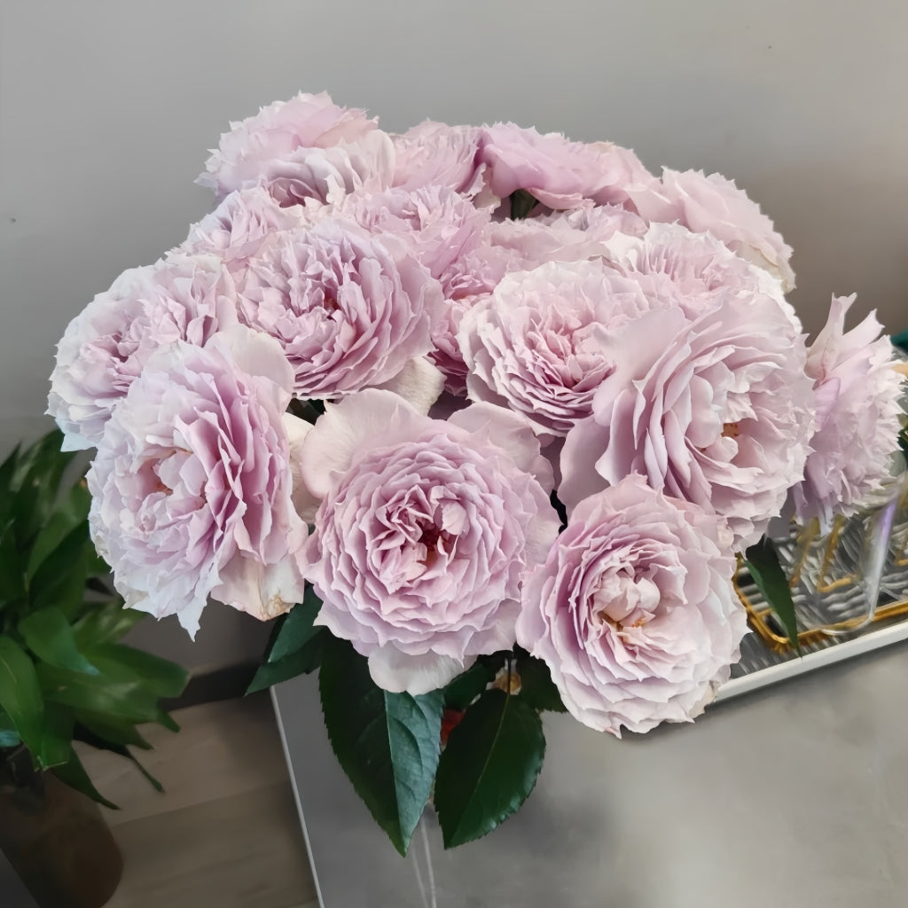Green Roses Floating Floating Moon Rose – Rosesplant