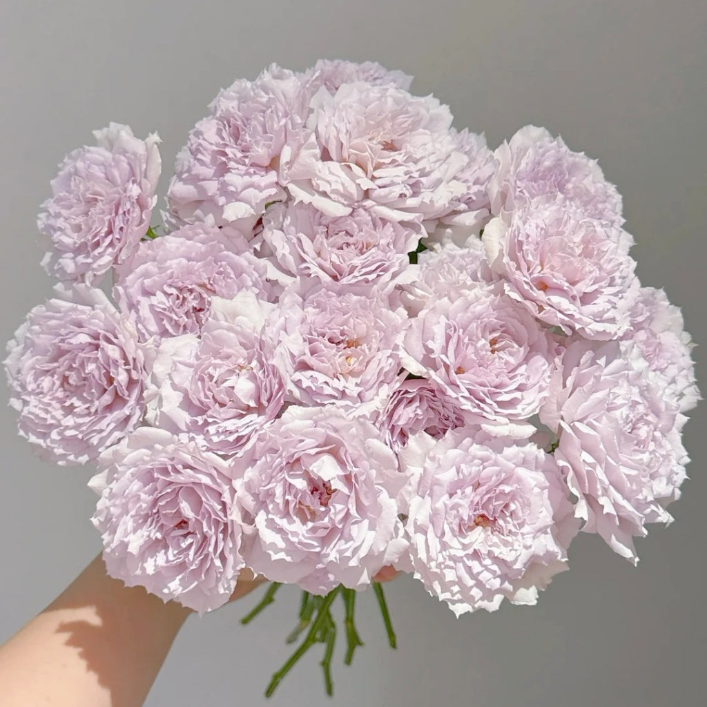 Moon Phase Roses Floating Moon Rose – Rosesplant