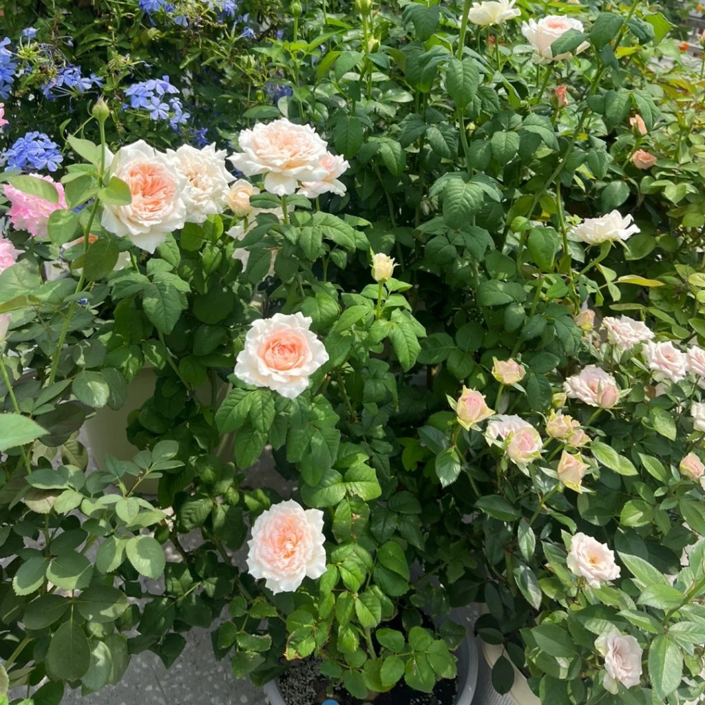 Flow Rose
