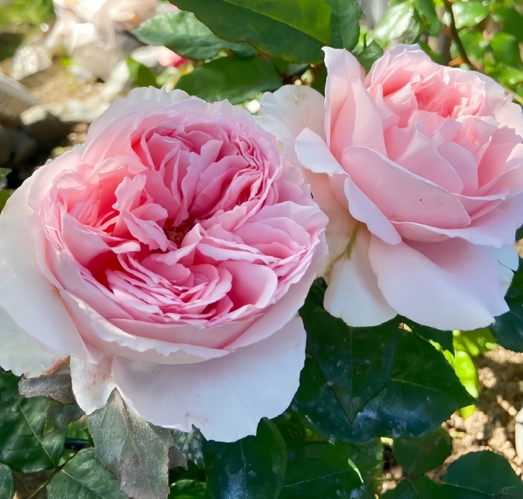 Flow Rose