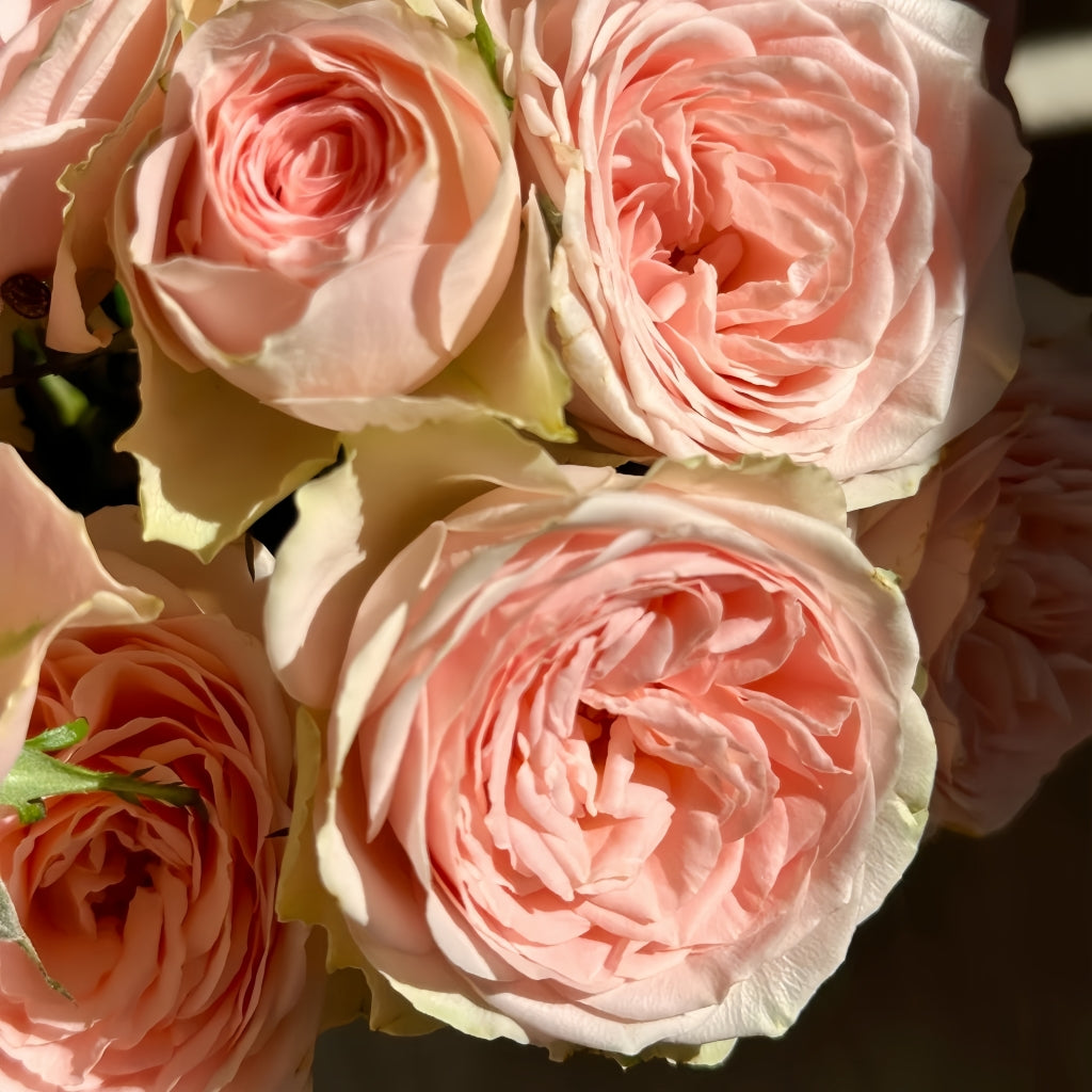 Flower Fairy Rose