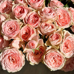 Flower Fairy Rose
