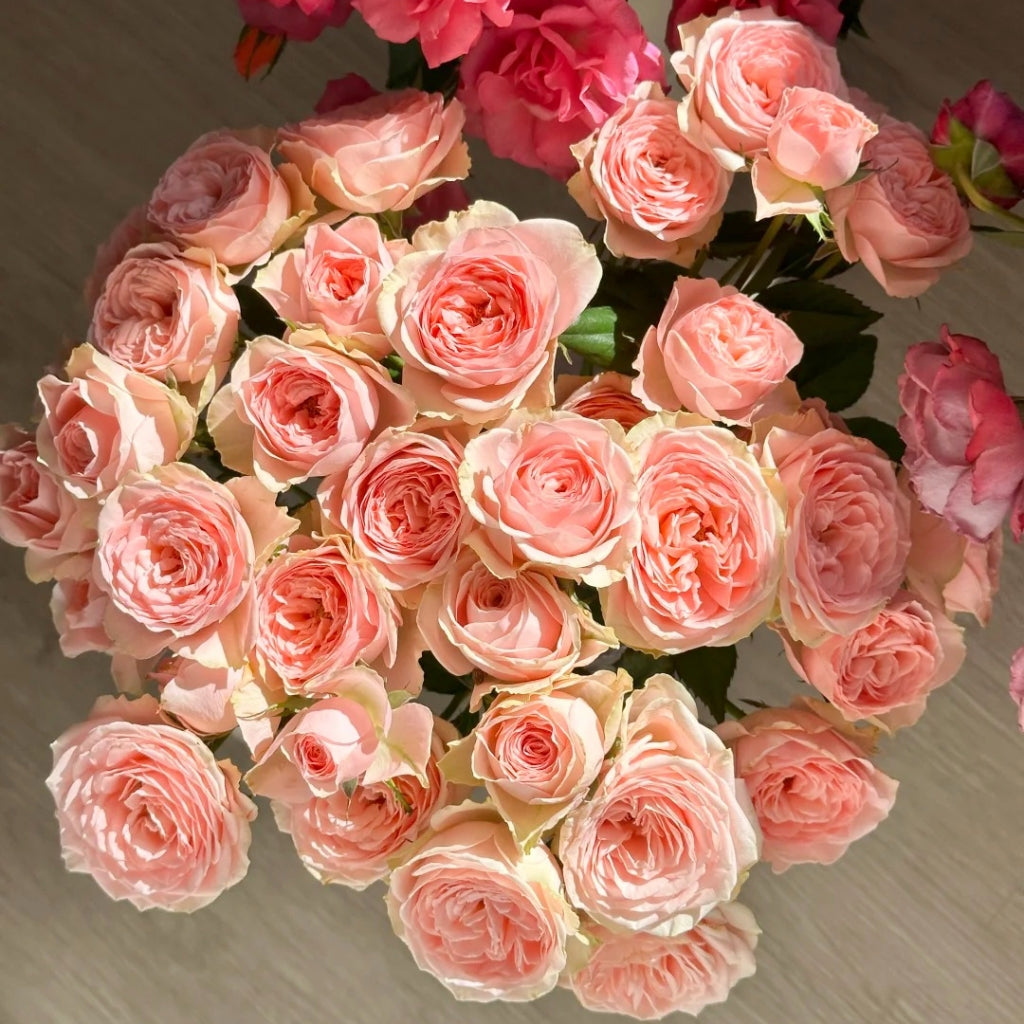 Flower Fairy Rose