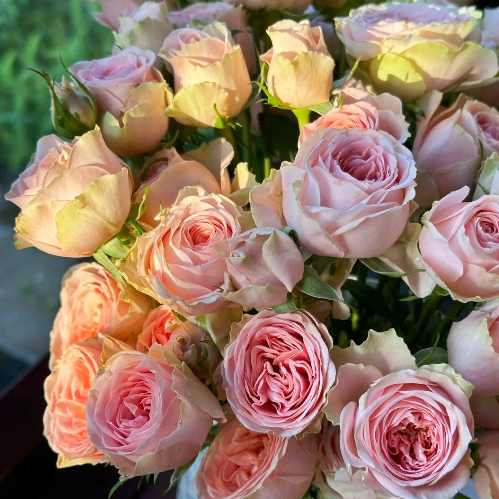 Flower Fairy Rose