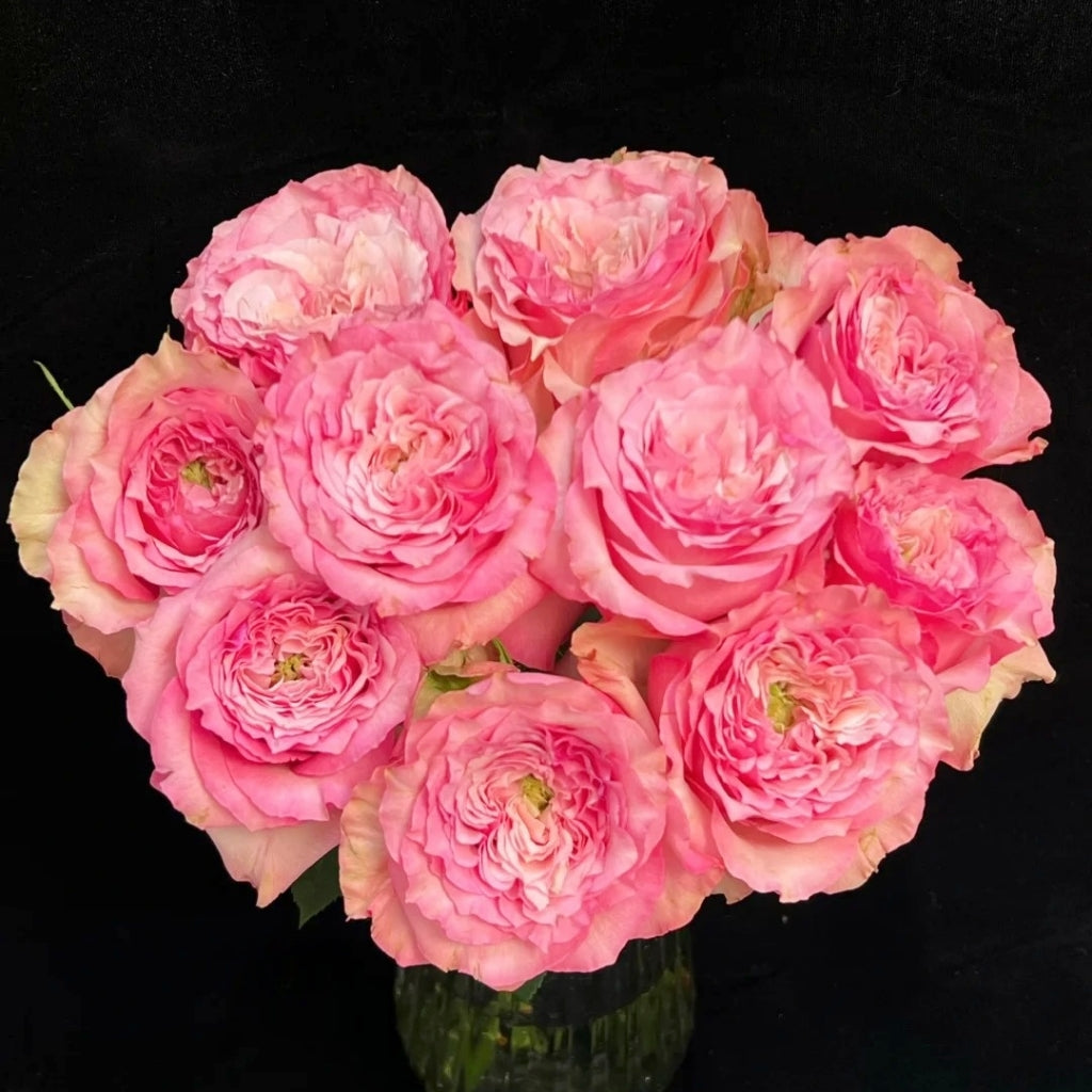 Forest Girl Rose