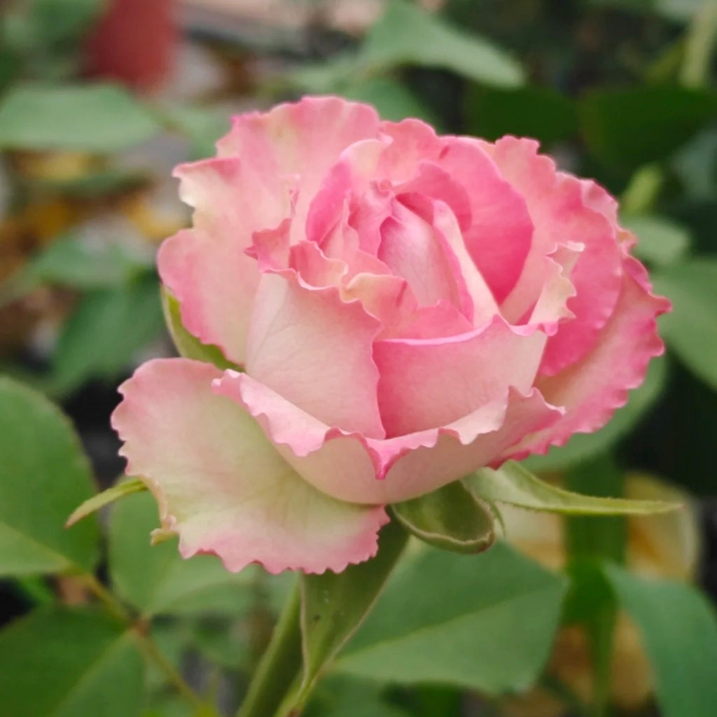 Forest Girl Rose