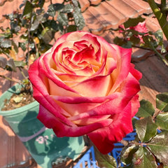 Fragrant Delicious Rose