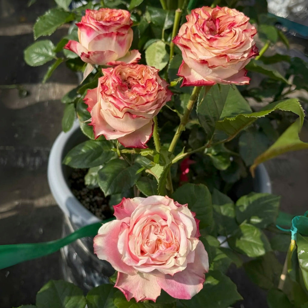 Fragrant Delicious Rose