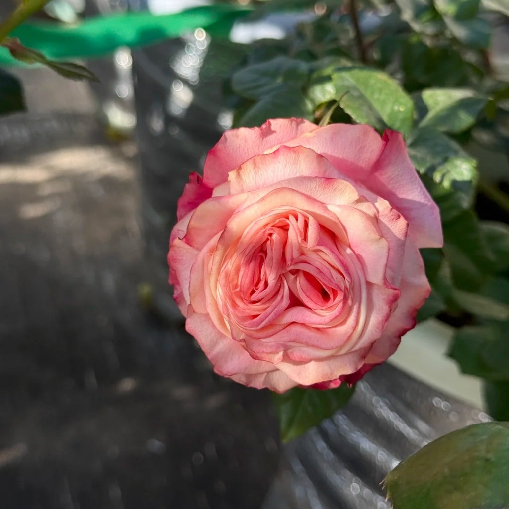 Fragrant Delicious Rose