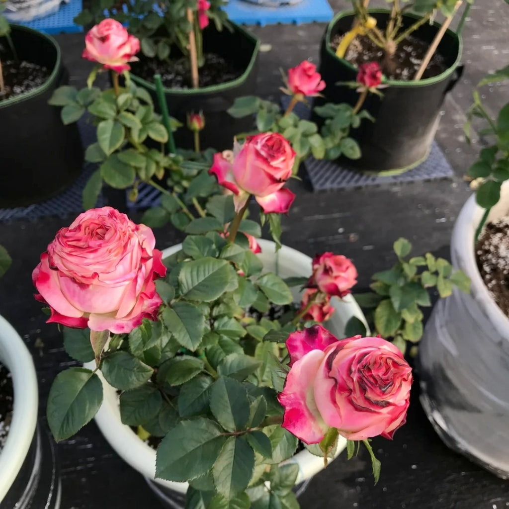 Fragrant Delicious Rose