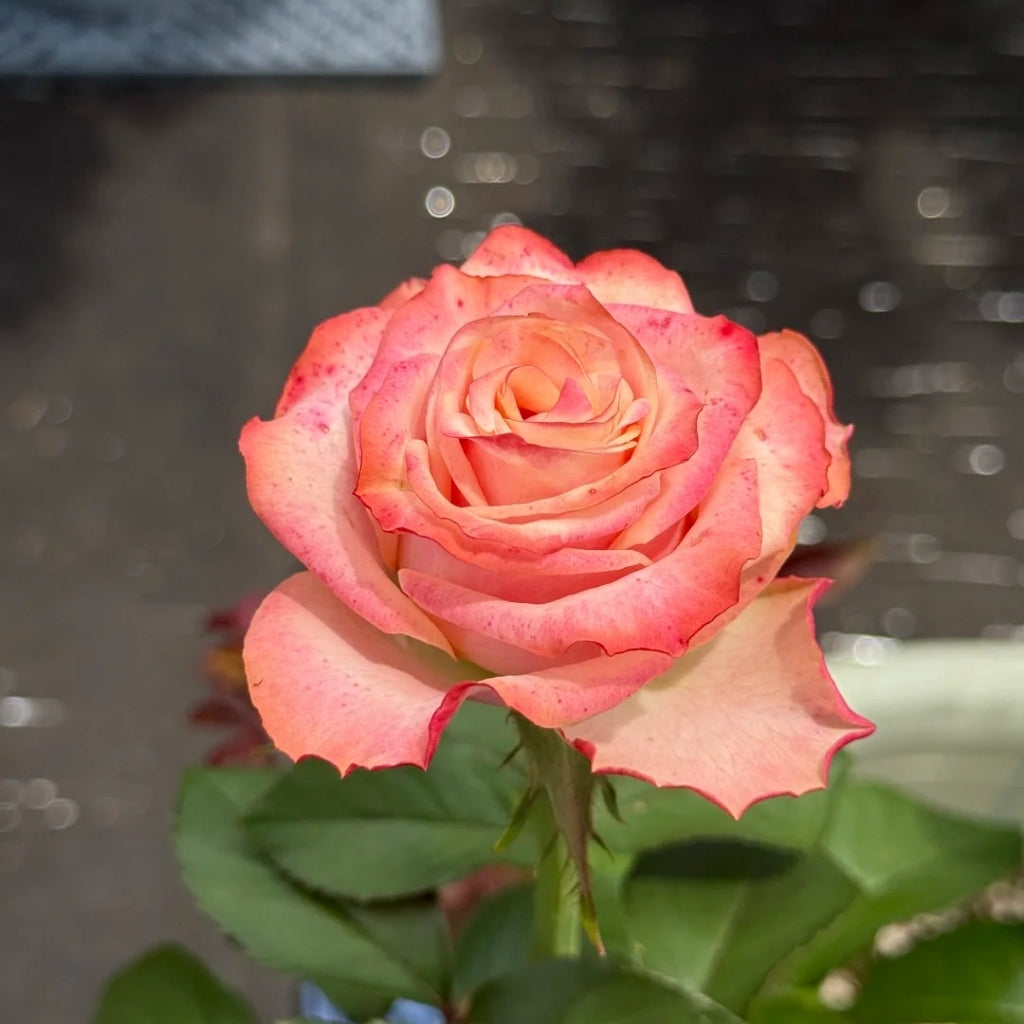 Fragrant Delicious Rose