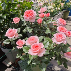 Fragonard Rose