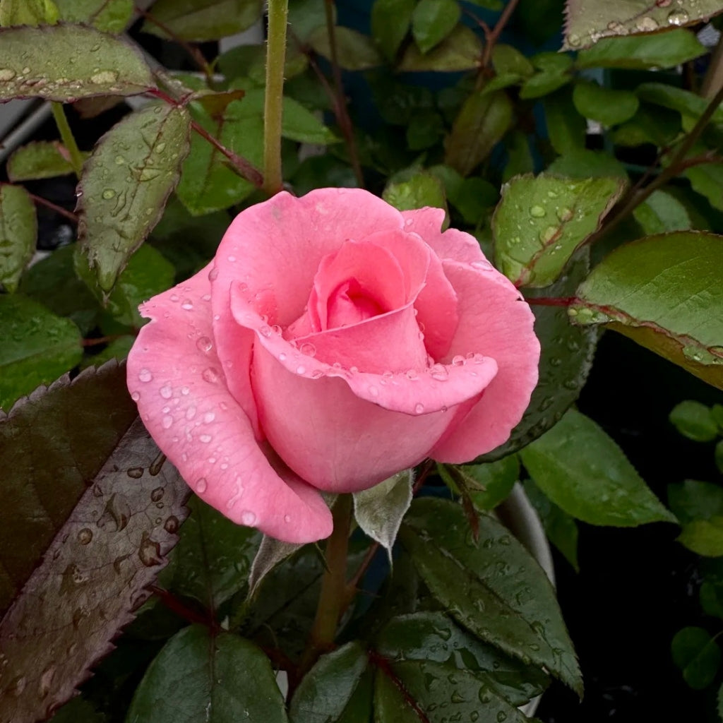 Fragonard Rose