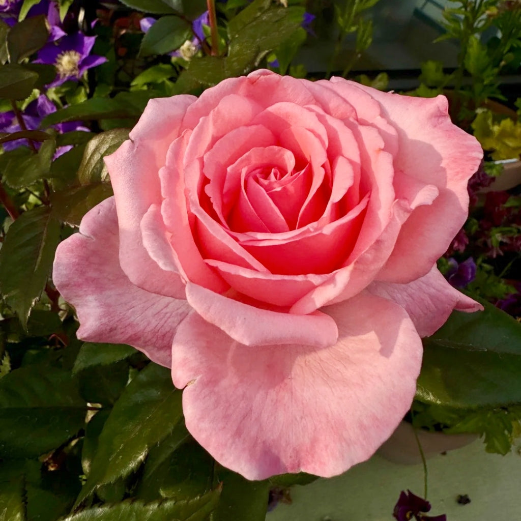 Fragonard Rose