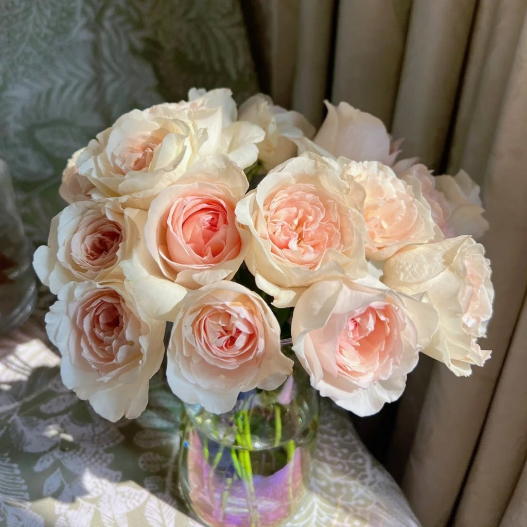 Fragrant Snow Rose