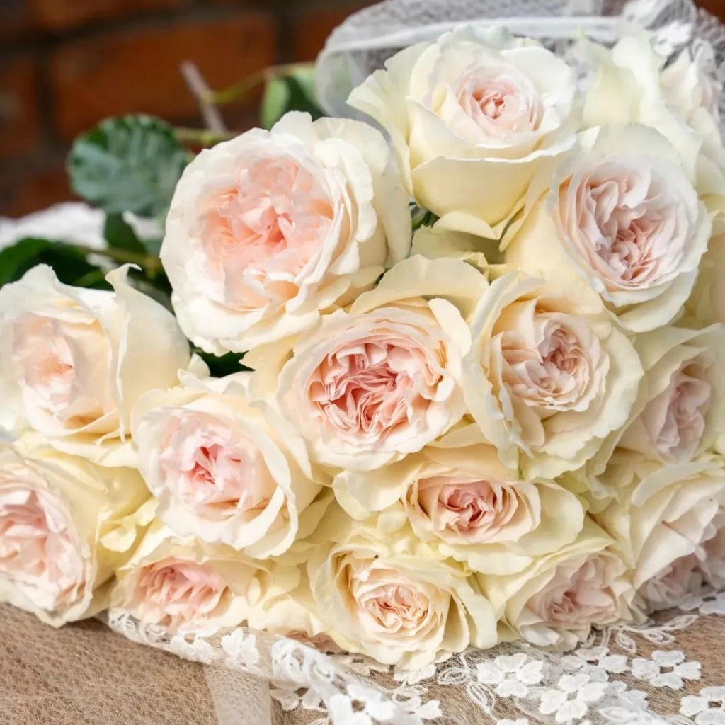 Fragrant Snow Rose