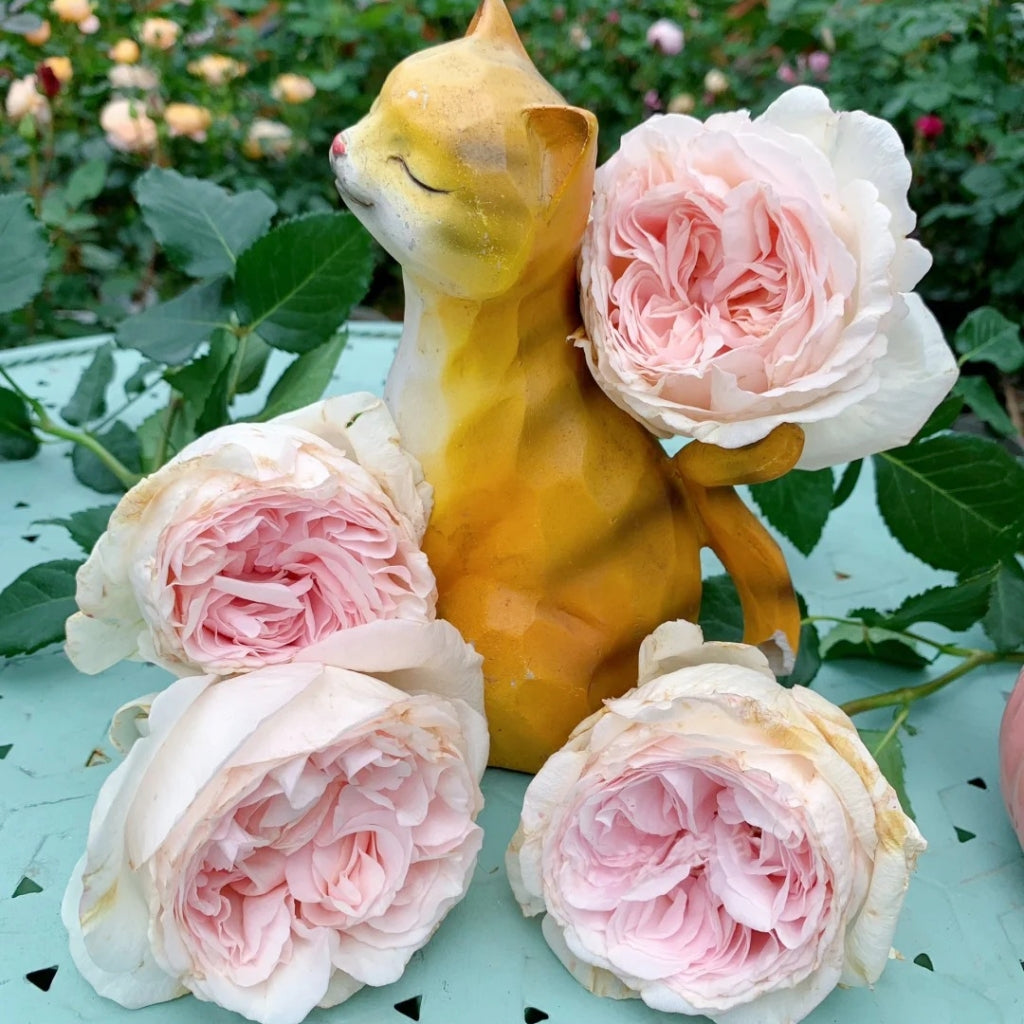 Fragrant Snow Rose