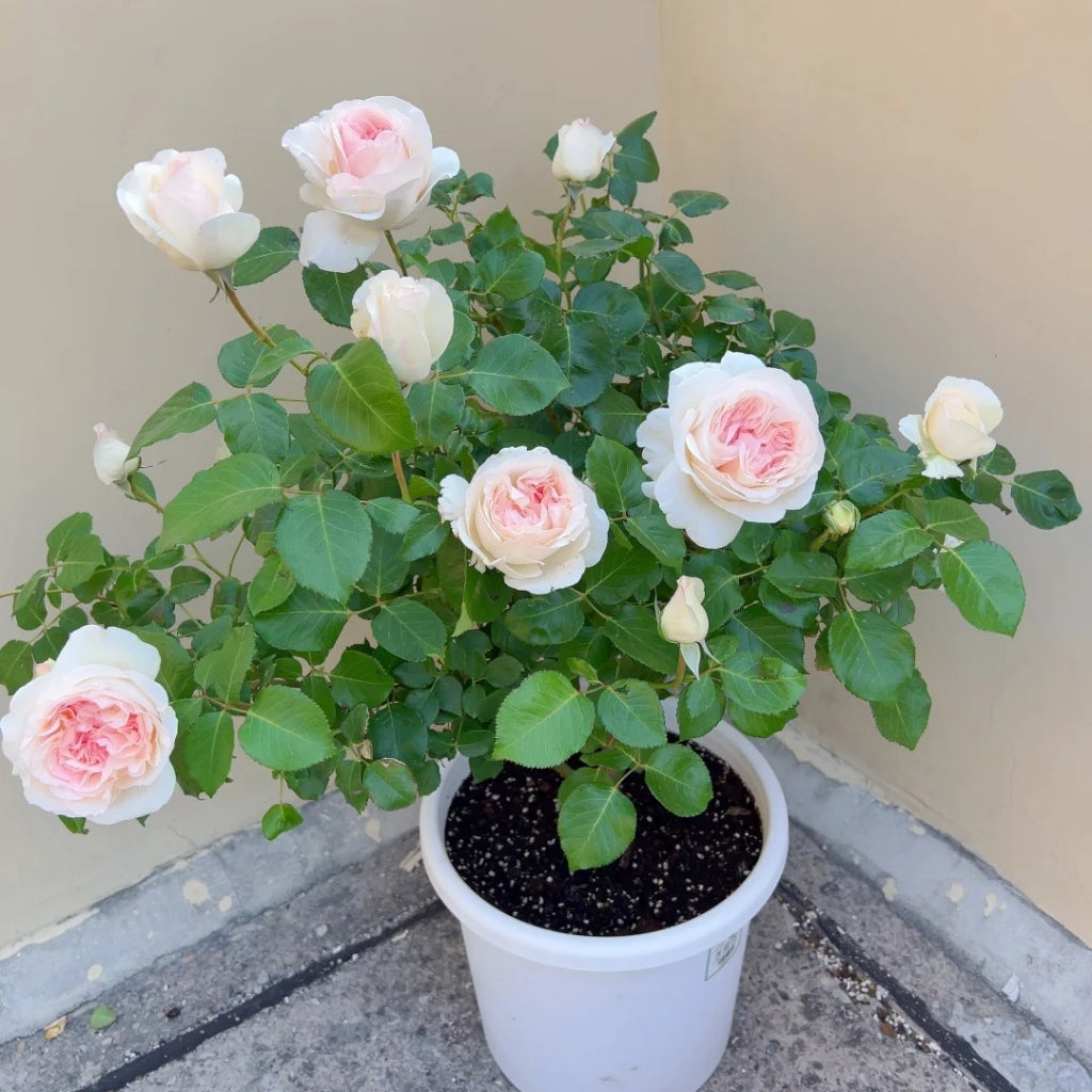 Fragrant Snow Rose