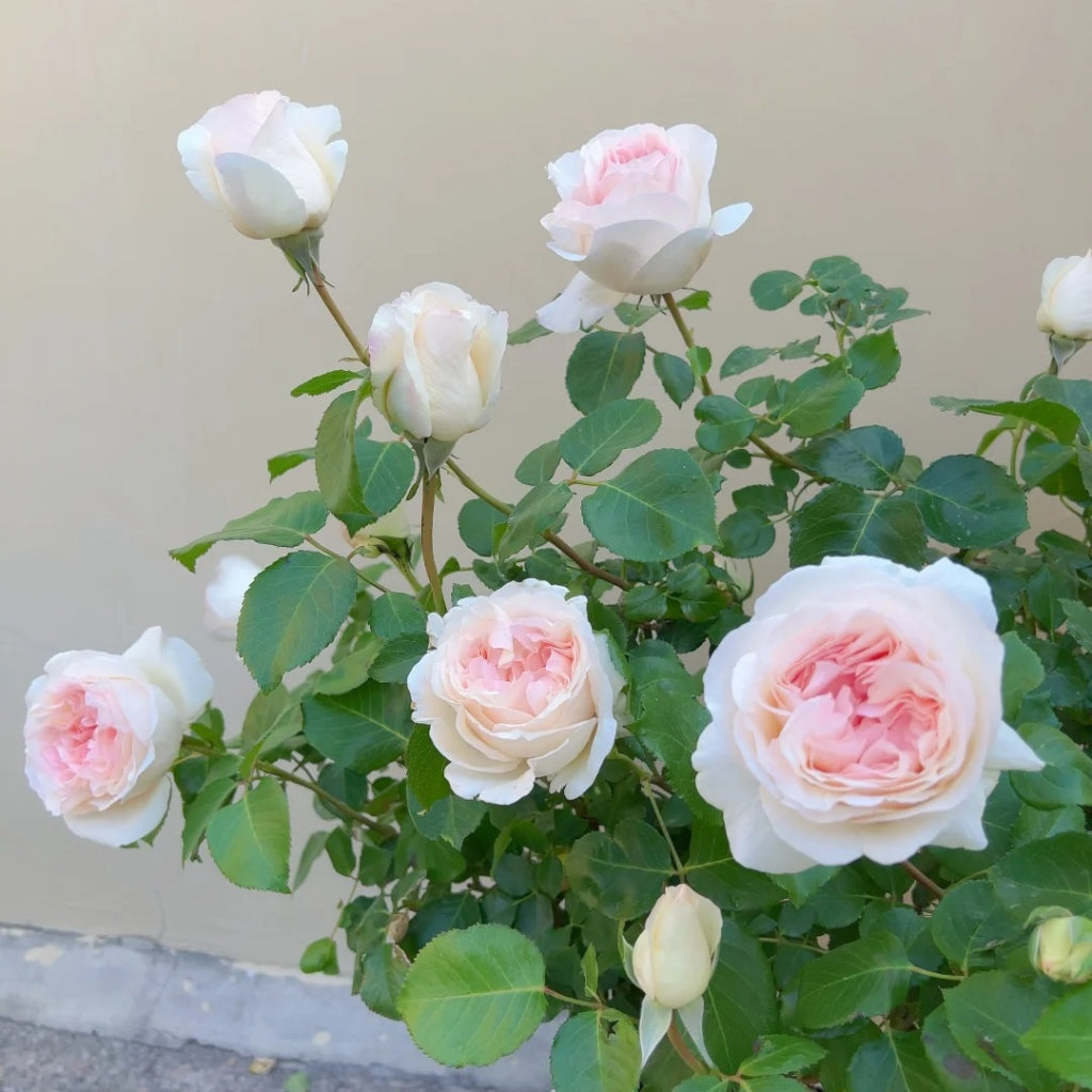 Fragrant Snow Rose