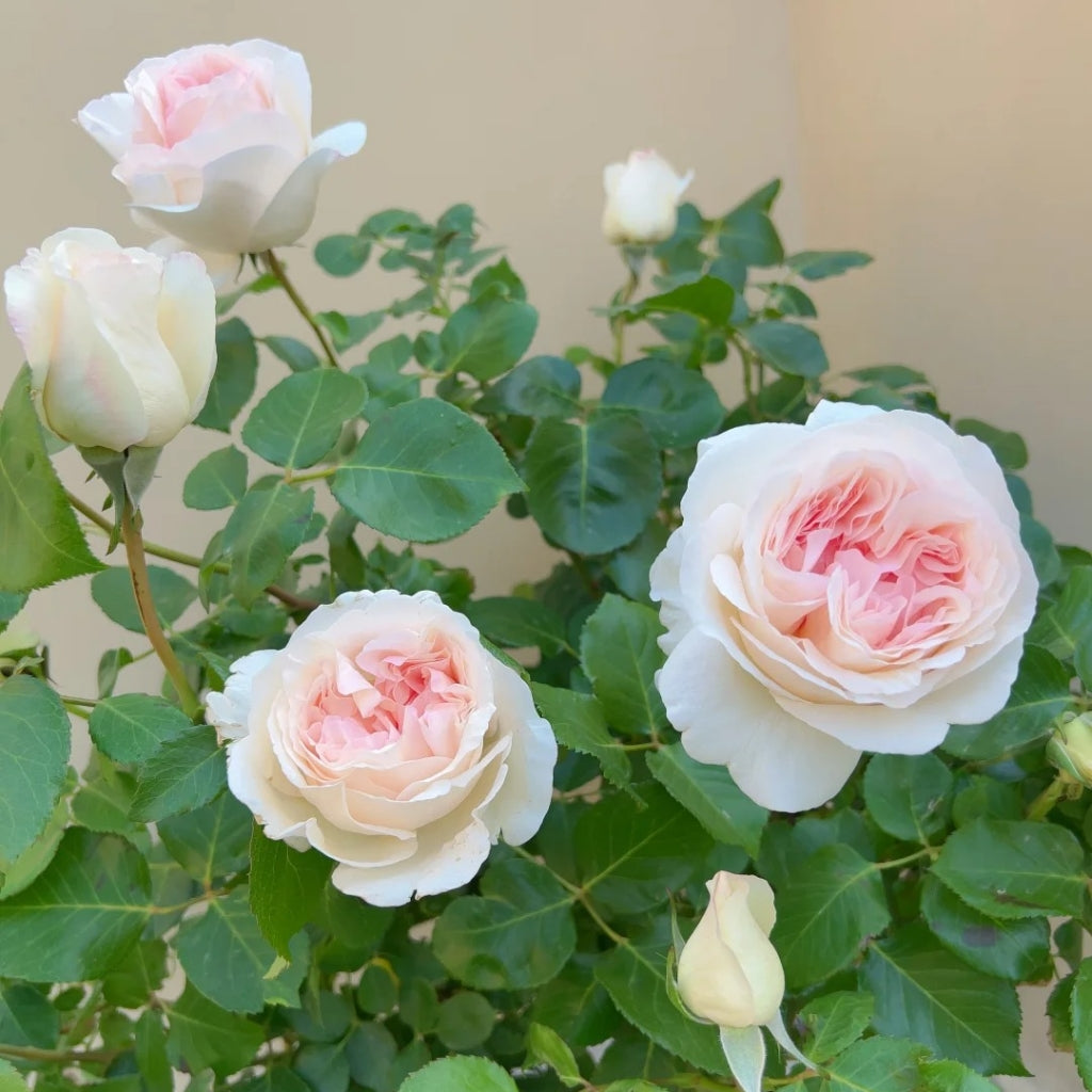 Fragrant Snow Rose