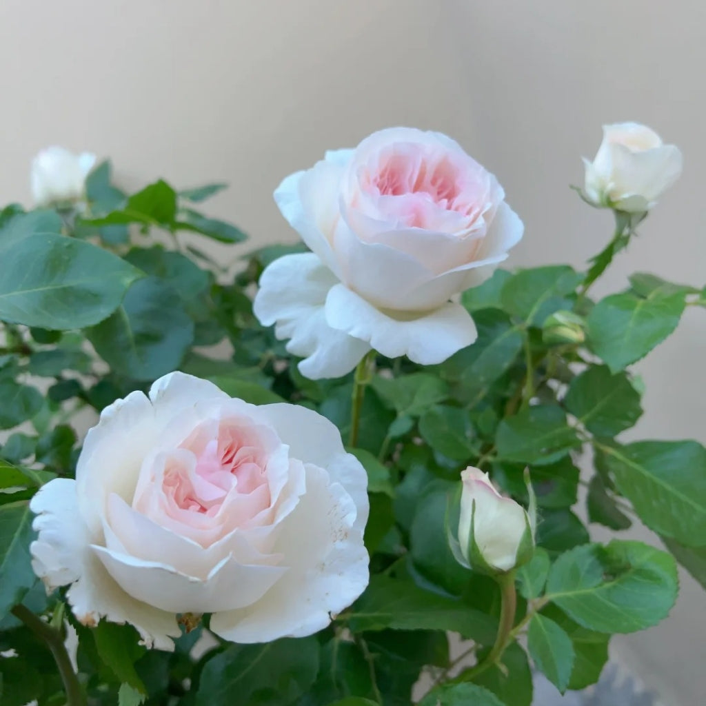 Fragrant Snow Rose