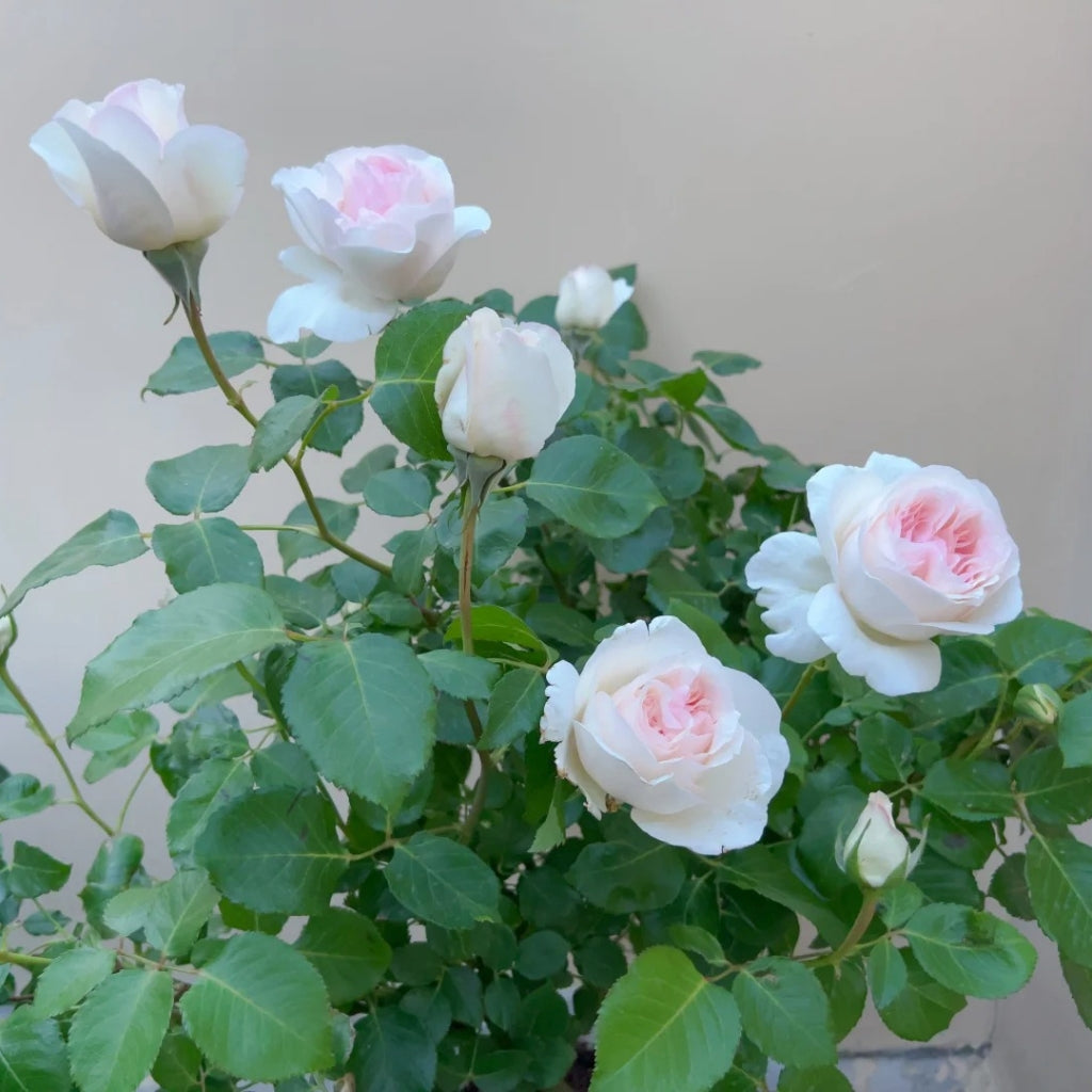 Fragrant Snow Rose