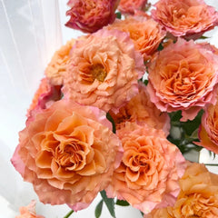 Free Spirit Rose orange-pink petals with fruity honey fragrance in full bloom
