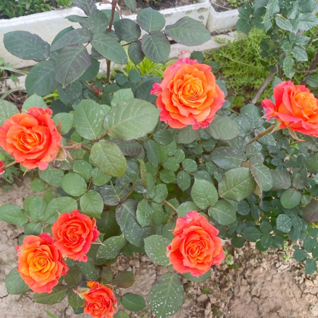 Free Spirit Rose orange-pink petals with fruity honey fragrance in full bloom