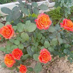 Free Spirit Rose orange-pink petals with fruity honey fragrance in full bloom