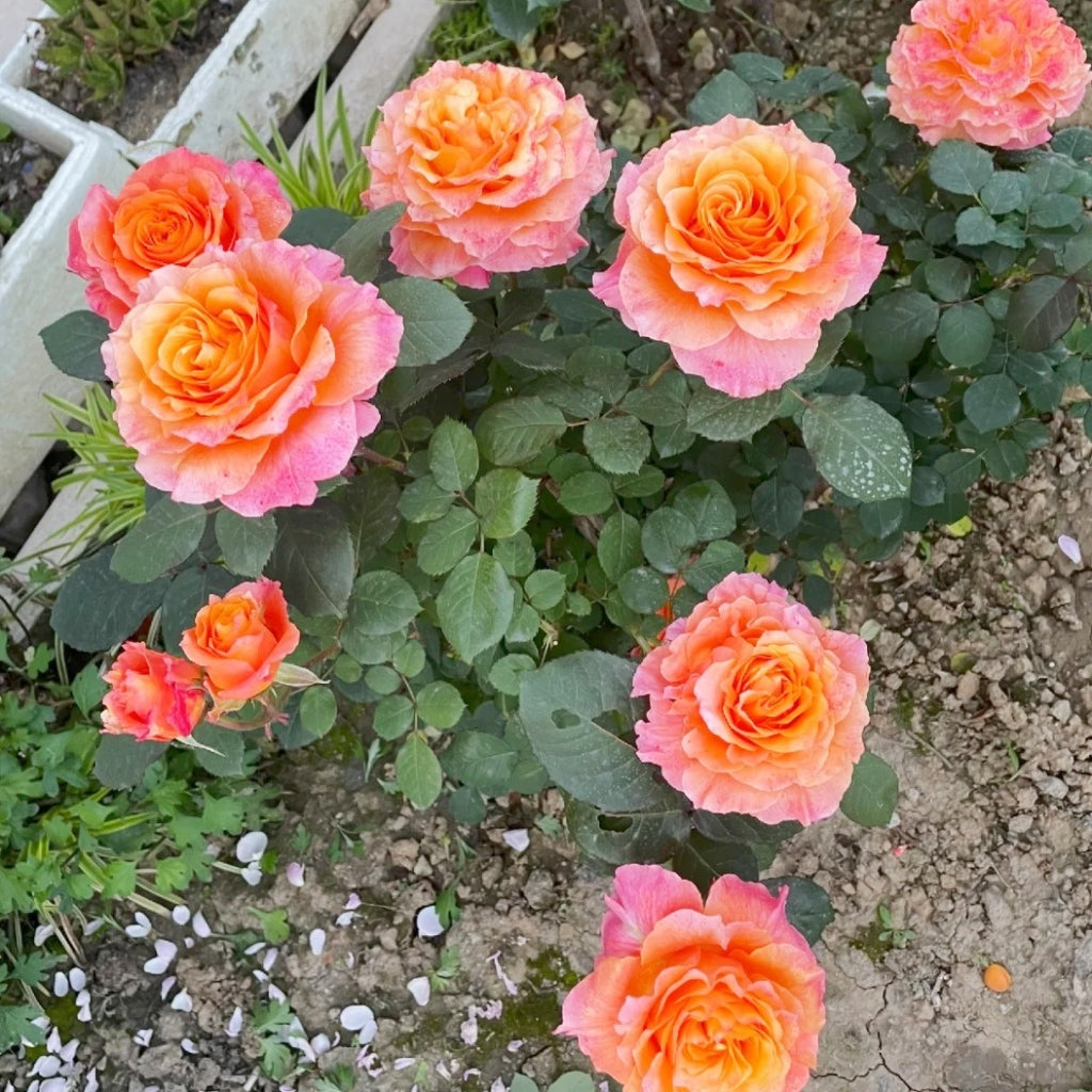 Cut Free Spirit Rose bouquet with vibrant orange-pink gradient blooms and strong stems
