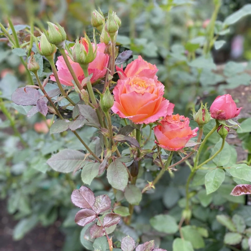 Free Spirit Rose plant growing in garden bed with bright layered petals and glossy leaves