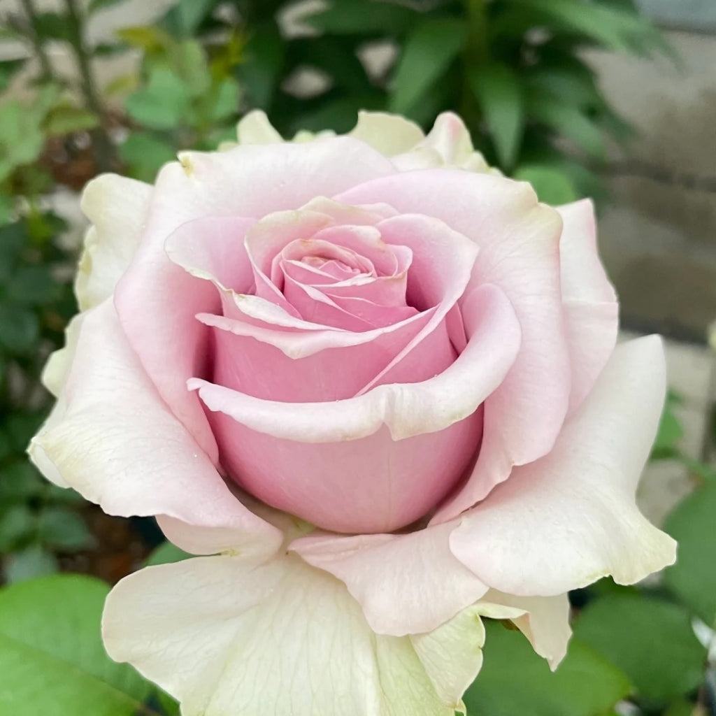 Friend Rose