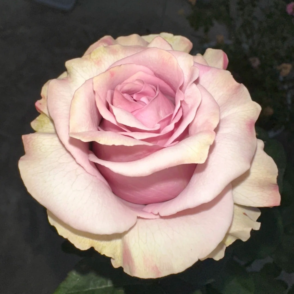 Friend Rose