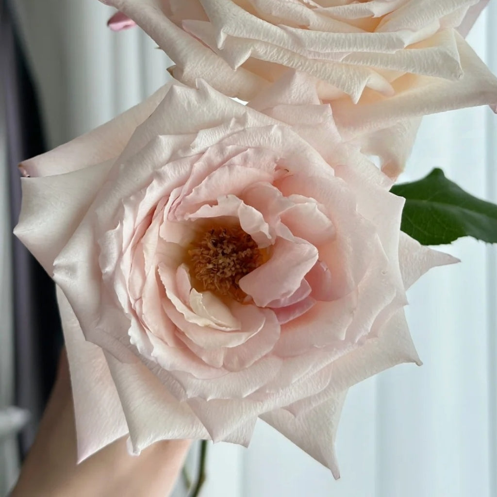 Fruit Aroma Rose