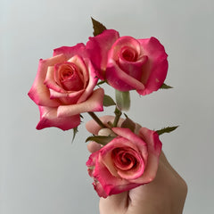 Fuego Rose