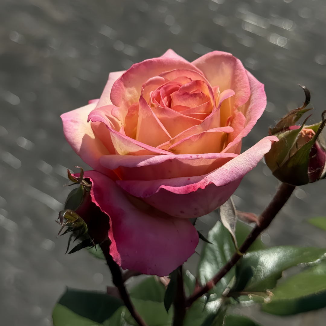 Fuego Rose
