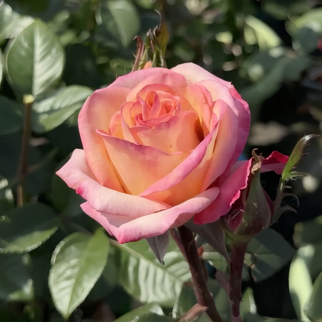 Fuego Rose