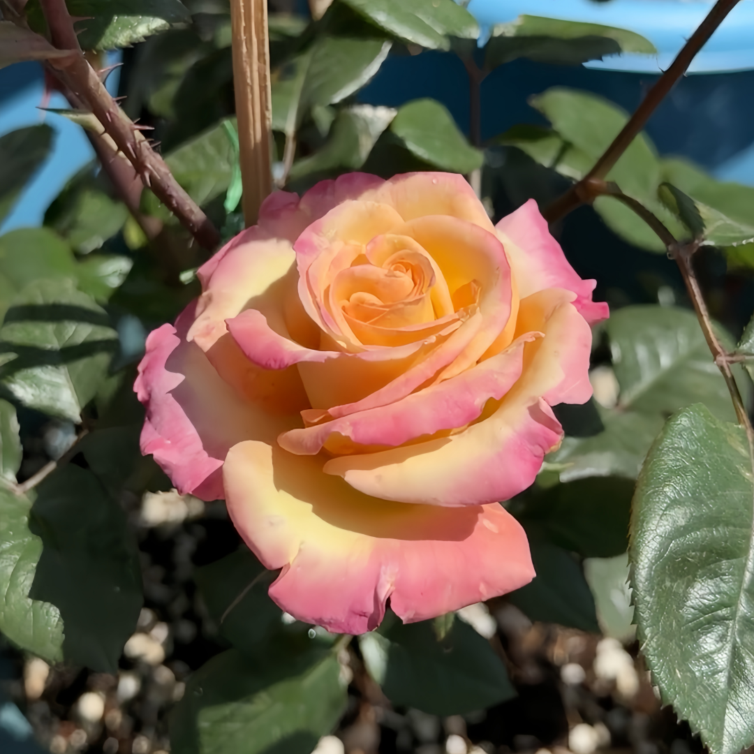 Fuego Rose