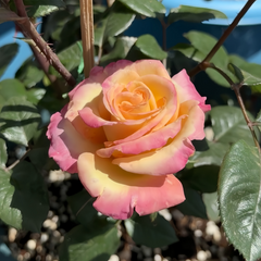 Fuego Rose