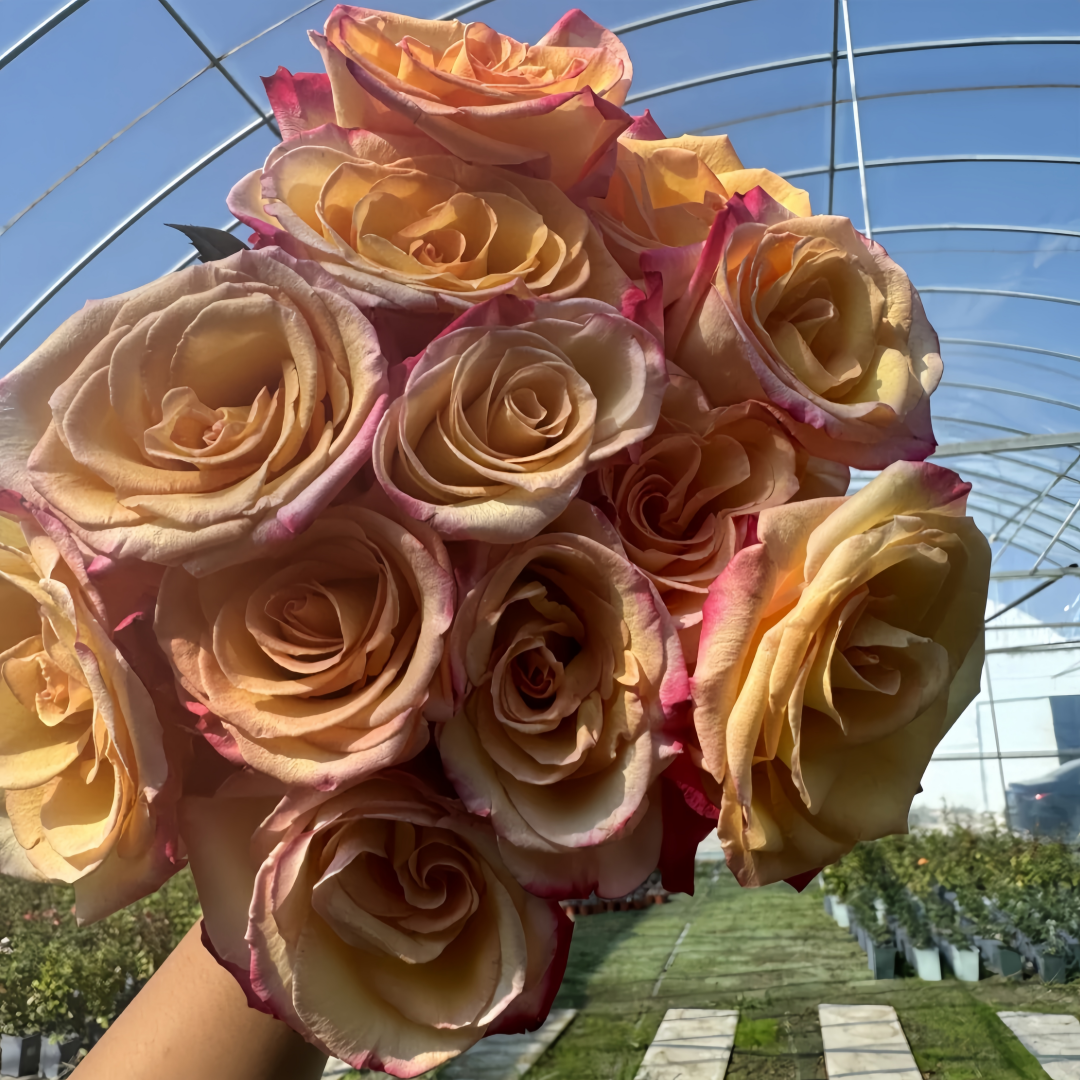 Fuego Rose