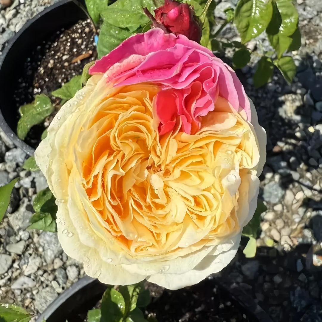Fugetsu Rose